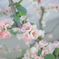 SDIM1430