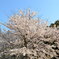 青空と満開の桜