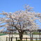 可愛らしい桜の木