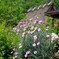DSC08299