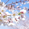 桜満開