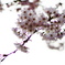 藤森桜