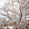 桜～迫る