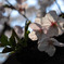桜と陽射し