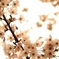 桜5