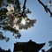 京都のサクラ