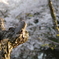 桜と枝