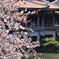 御苑の桜