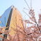 東京ミッドタウンと桜