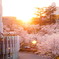 桜と夕日