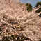 DSC_2462 resize