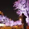 夜桜