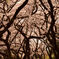 DSC_2525 resize