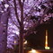 夜桜と東京タワー
