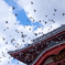 鳩