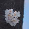 小花見