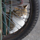 車輪と猫