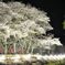 夜の桜