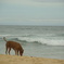 海と犬