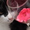猫とアルコール