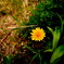 dandelion