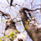 根桜