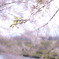 川桜