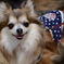 犬