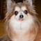 犬