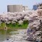 桜の上を