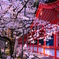 京都の桜