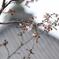 京都、清水寺にて桜。