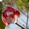 庭の花２０１２春・月の輪