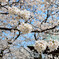 ～桜～