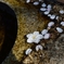 桜、散る