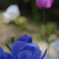 庭の花２０１２春・アネモネ