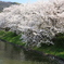 桜池