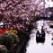 柳川の桜