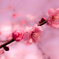 春ひらく。