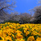 飛鳥山公園にて