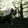 夜桜と夜猫