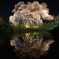 夜桜