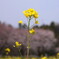 2012　菜の花