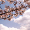 雲と桜