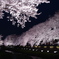 夜桜