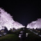 夜桜