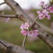 大野極楽寺公園　桜