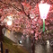 五条川の夜桜１