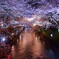 五条川の夜桜２