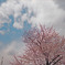 sakura saku
